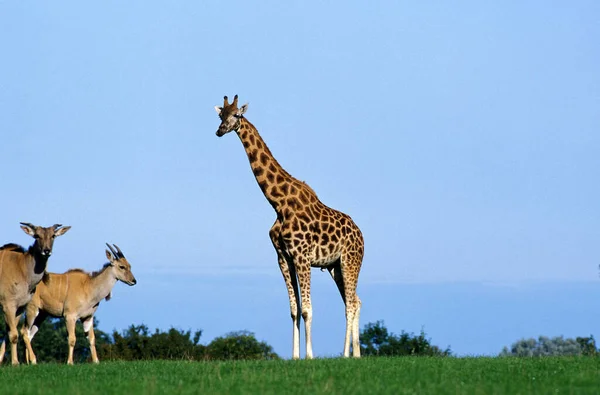 Giraffa Rothschild Giraffa Camelopardalis Rothschildi Capo Elan Taurotragus Oryx — Foto Stock