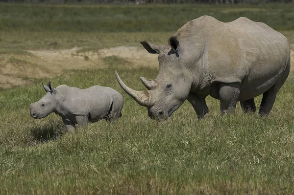 White Rhinoceros Ceratotherium Simum Female Calf Nakuru Park Kenya — Stock Photo, Image