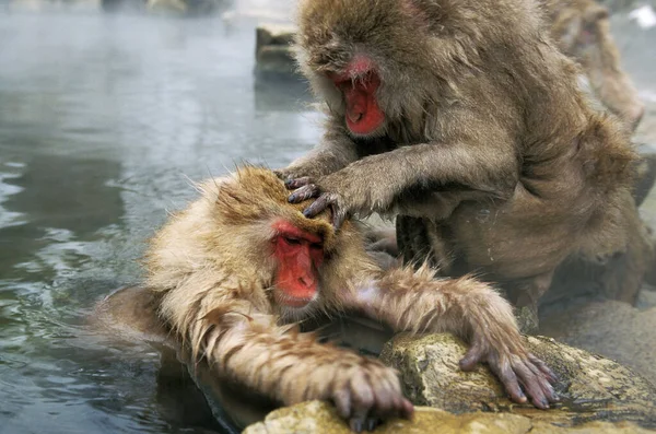 Macaco Japonês Macaca Fuscata Preparando Águas Termais Ilha Hokkaido Japão — Fotografia de Stock