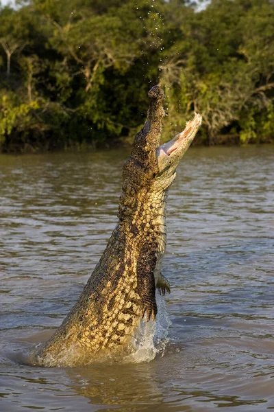 Spectacled Caiman Caiman Crocodilus Leaping Out River Los Lianos Venezuela — Stock Photo, Image