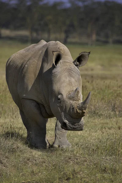 肯尼亚纳库鲁公园的白犀牛子宫颈加热器 — 图库照片