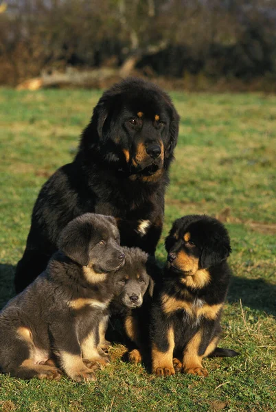 Tibetan Mastiff Dog Mother Puppies — Stock Photo, Image