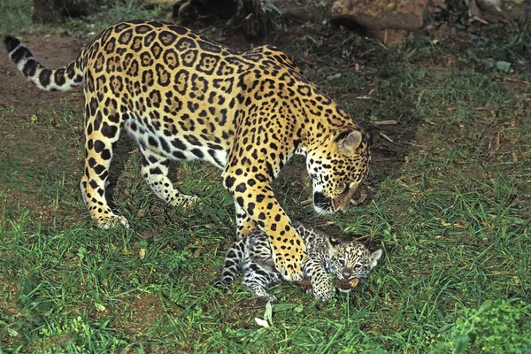 Jaguar Panthera Onca Mother Cub — ストック写真