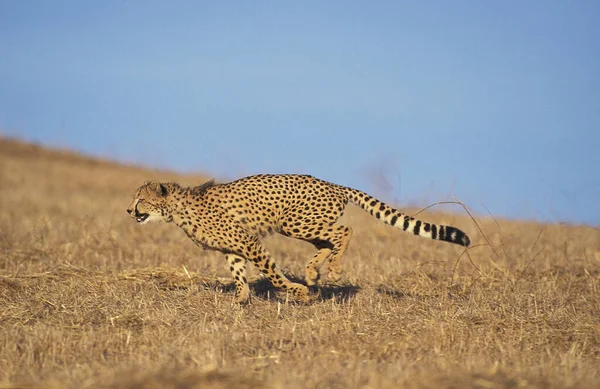 Geparden Azinonyx Jubatus Erwachsenenlauf Masai Mara Park Kenia — Stockfoto