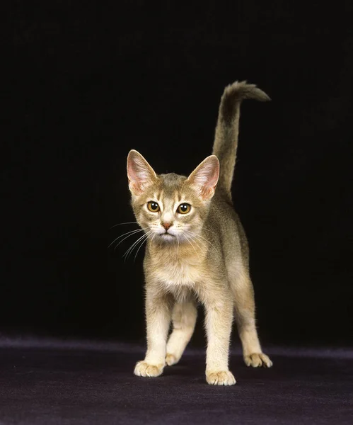 stock image Blue Abyssinian Domestic Cat, Kitten against Black Background  