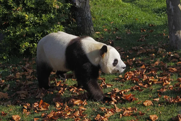 大熊猫 黑斑鱼 — 图库照片