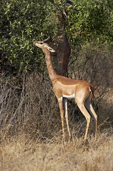 Gerenuk Waller Gazelle Litocranius Walleri Male Eating Leaves Bush Samburu — стоковое фото