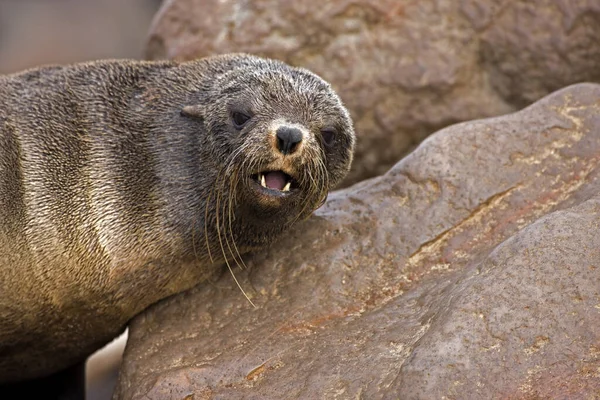 南非Fur Seal Arctohead Pusillus Portrait Female Cape Cross Namibia — 图库照片