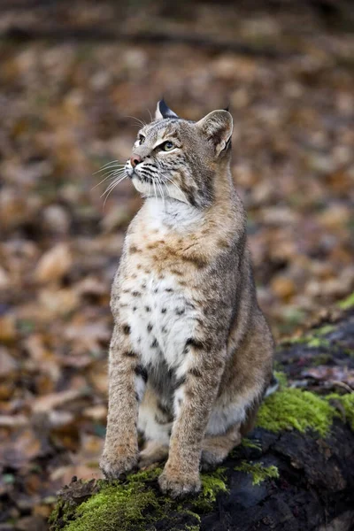 Lynx Europeu Felis Lynx — Fotografia de Stock