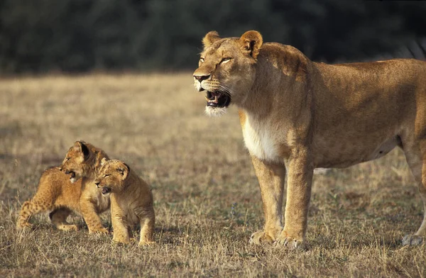 Африканские Львы Пантера Лео Мать Куб Парк Масаи Мара Кении — стоковое фото