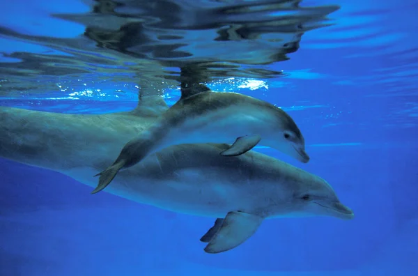 Botlenoza Dolphin Tursiops Truncatus Matka Cielę — Zdjęcie stockowe