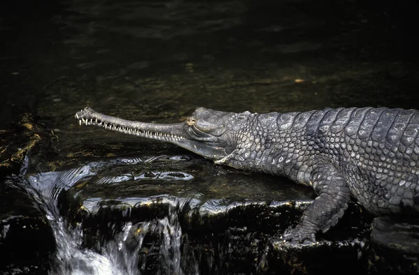 Gavial Charial Gavialis Gangeticus — Fotografia de Stock