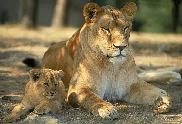 Lew Afrykański Pantera Leo Matka Cub Układanie — Zdjęcie stockowe