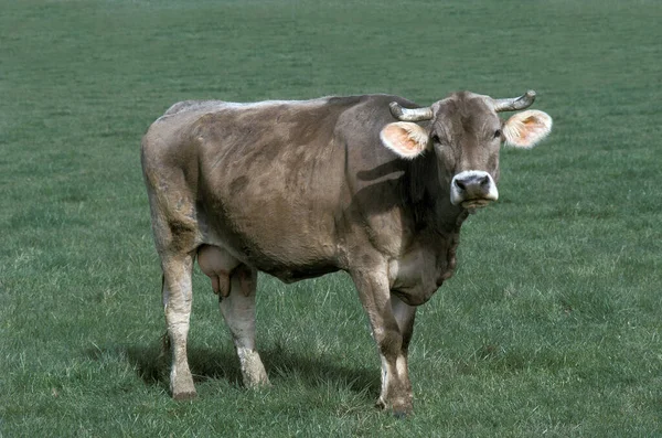 Brune Des Alpes Cow Egy Francia Szarvasmarha Fajta — Stock Fotó