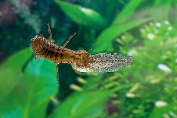 Gran Escarabajo Buceo Dytiscus Marginalis Larvas Comiendo Renacuajos Rana Normandía — Foto de Stock
