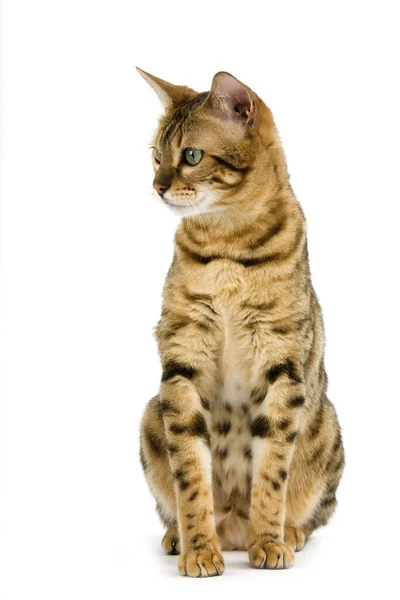 Brown Spotted Tabby Bengal Domestic Cat Adult Sitting White Background — Stock Photo, Image