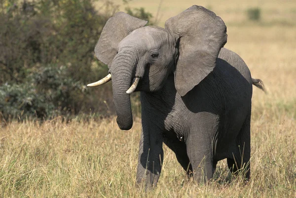 Elefante Africano Loxodonta Africana Joven Masai Mara Park Kenia —  Fotos de Stock