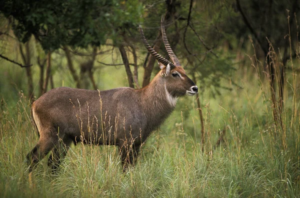 Defassa Waterbuck Kobus Ellipsiprymnus Defassa Masculino Masai Mara Park Quénia — Fotografia de Stock