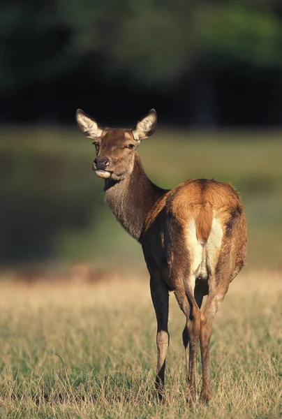 Kırmızı Geyik Servus Elaphus Dişi — Stok fotoğraf