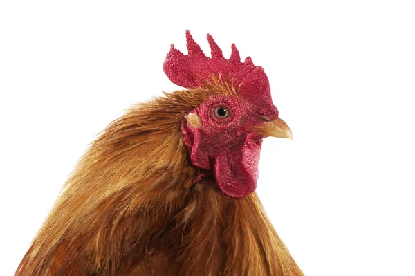 Brahma Domestic Chicken Breed India Cock Standing White Background — Stock Photo, Image