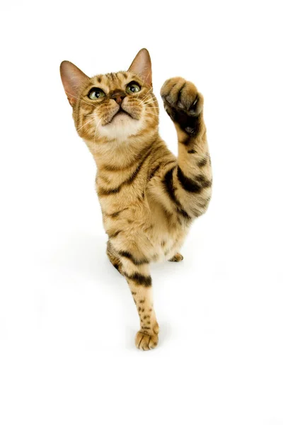 Hnědá Skvrnitá Tabby Bengálská Domácí Kočka Stojící Bílém Pozadí — Stock fotografie