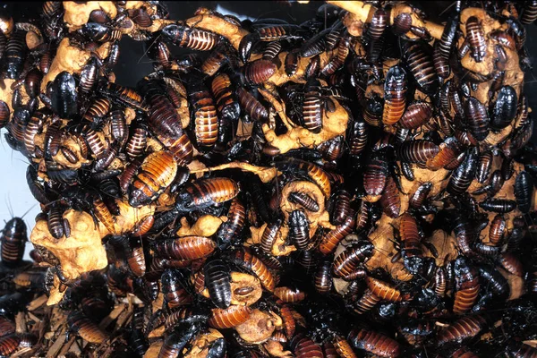 Madagaskar Dev tıslayan hamamböceği, Gromphadorhina alametleri  