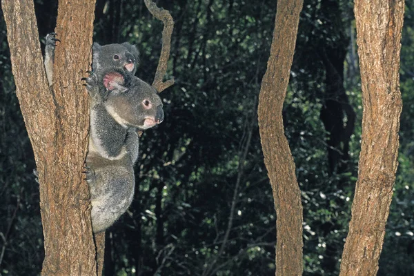 Koala Phascolarctos Cinereus Mother Young Standing Branch Australia — стокове фото