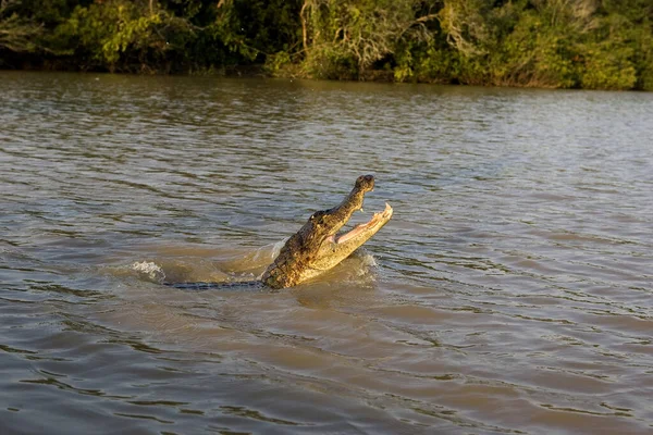 Caiman Espetacular Crocodilo Caiman Cabeça Emergindo Rio Los Lianos Venezuela — Fotografia de Stock