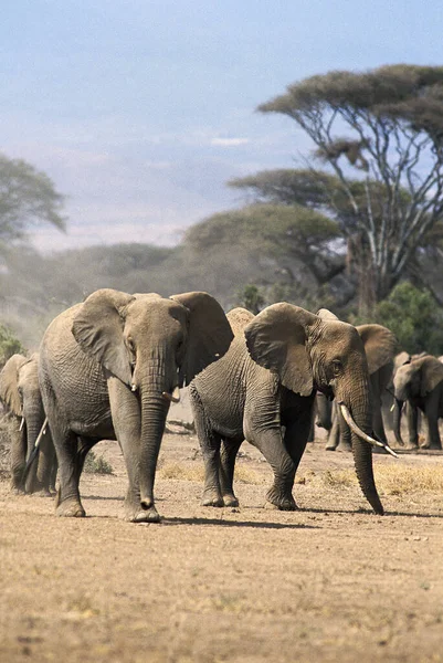 Słoń Afrykański Loxodonta Africana Stado Parku Masai Mara Kenii — Zdjęcie stockowe