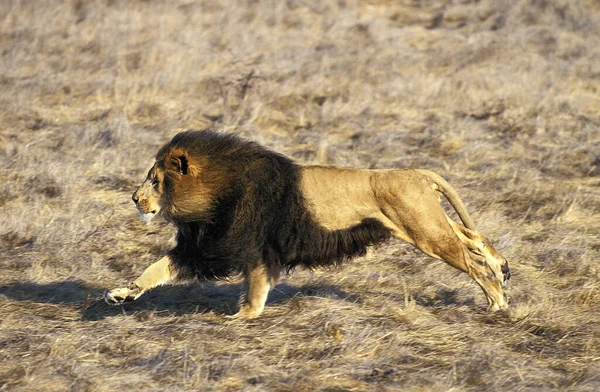 Leão Africano Pantera Leo Correr Para Adultos — Fotografia de Stock