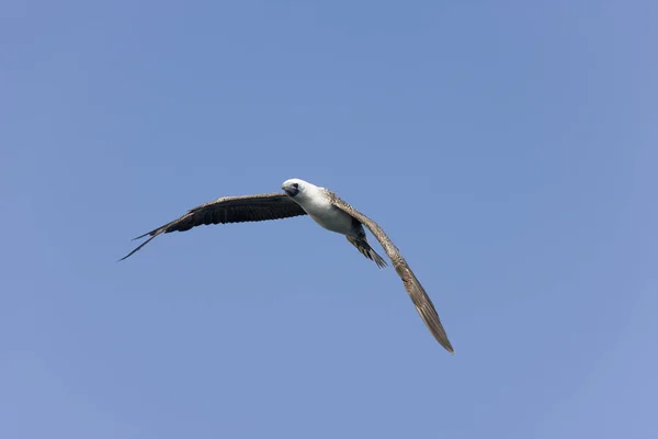 Perui Booby Sula Variegata Repülés Közben Ballestas Szigetek Perui Paracas — Stock Fotó