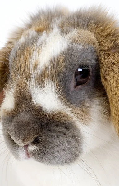 Kesik Kulaklı Tavşan Kafaya Yaklaş — Stok fotoğraf