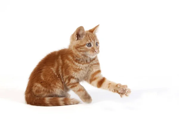 Red Tabby Huiskat Kitten Spelen Tegen Witte Achtergrond — Stockfoto