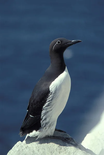 Common Guillemot Uria Aalge Scotland — 스톡 사진