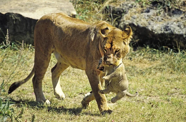 Leão Africano Pantera Leo Mãe Carregando Filhote Sua Boca — Fotografia de Stock