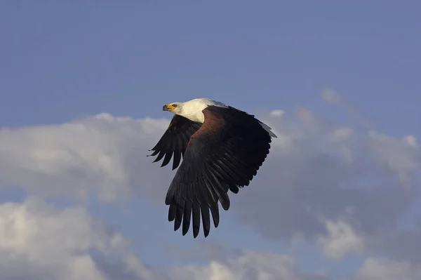 Afrikanischer Fischadler Haliaeetus Vocifer Erwachsener Flug Baringo See Kenia — Stockfoto