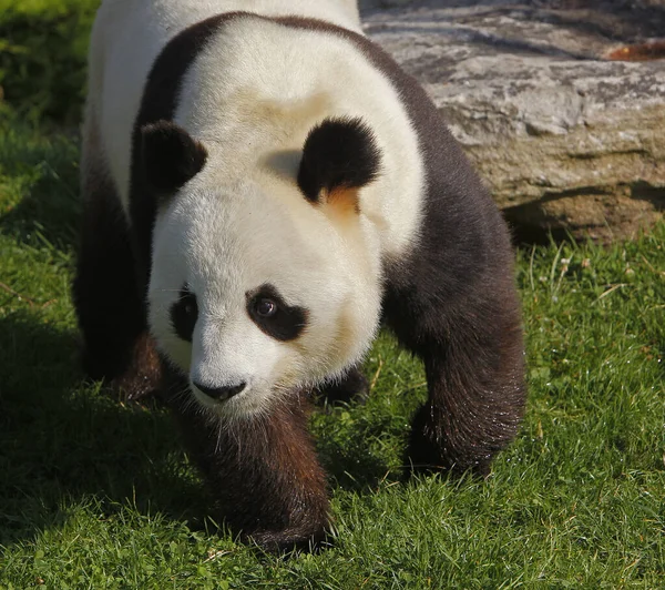 Óriás Panda Ailuropoda Melanoleuca Felnőtt — Stock Fotó