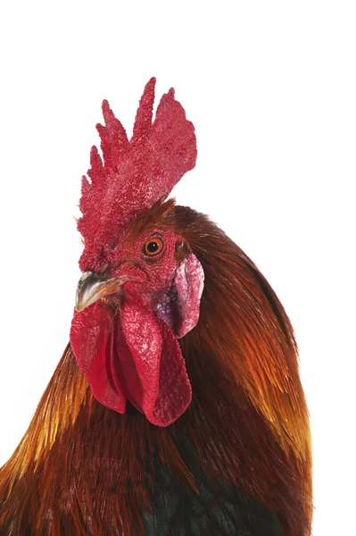 Gaulois Dore Domestic Chicken French Breed Cock White Background — 스톡 사진