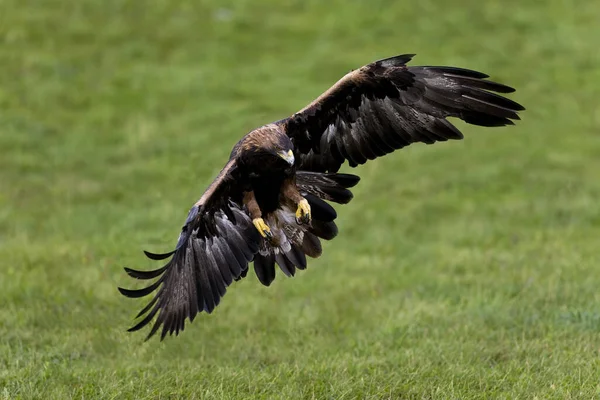 Golden Eagle Aquila Chrysaetos Yetişkin Uçuşu — Stok fotoğraf