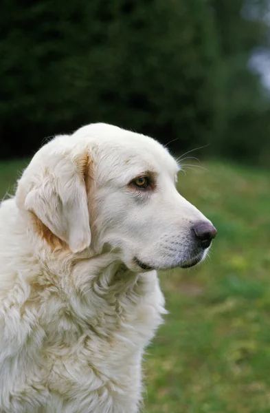 Polonya Tatra Çoban Köpeği Köpek Portresi — Stok fotoğraf