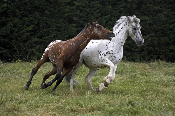 Appaloosa Cheval Fond Naturel — Photo