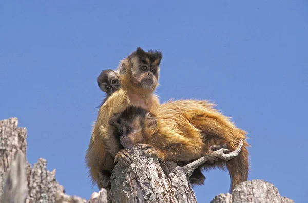 Black Capped Capuchin Cebus Apella Moeder Dragen Yound Zijn Rug — Stockfoto