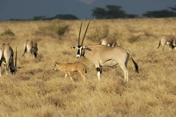 肯尼亚Masai Mara Np的Beisa Oryx Oryx Beisa — 图库照片