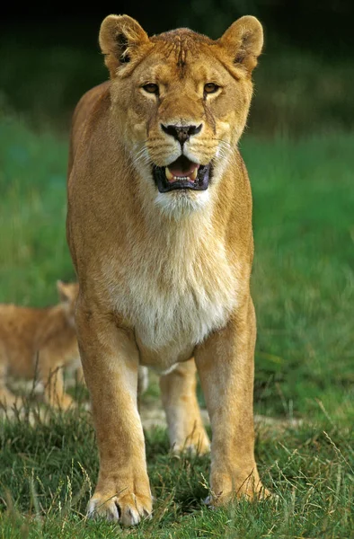 Leão Africano Pantera Leão Mãe Filhote — Fotografia de Stock