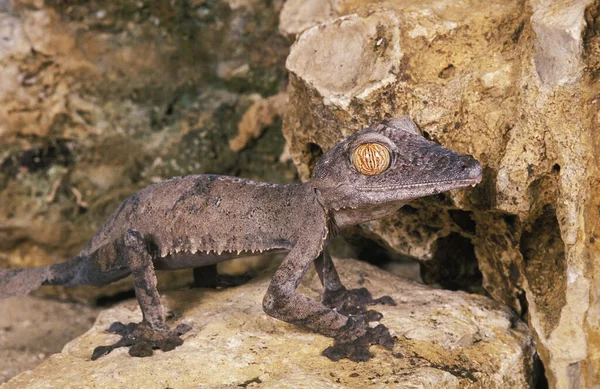 Gecko Cola Hoja Uroplatus Fimbriatus — Foto de Stock