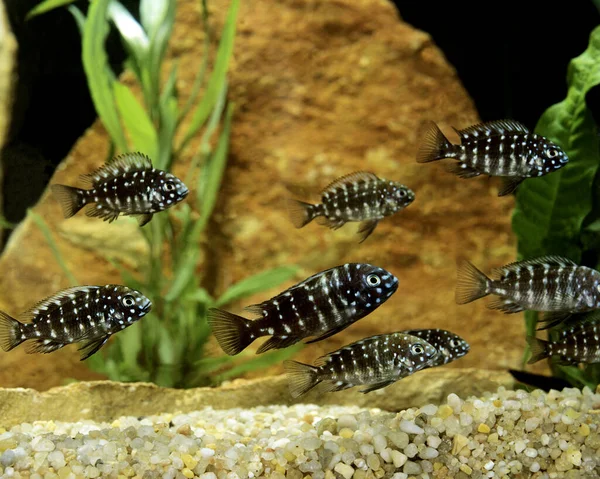 Duboisi Fish Tropheus Duboisi — Stock Photo, Image