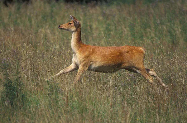 Barasingha Deer Swamp Deer Cervus Duvauceli Female Running — стоковое фото
