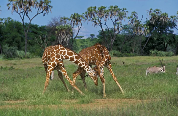 Retikulált Zsiráf Zsiráf Camelopardalis Reticulata Hímek Elleni Küzdelem Samburu Park — Stock Fotó
