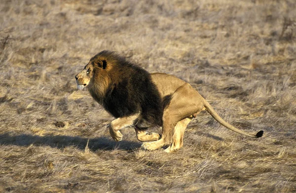African Lion Panthera Leo Adult Running — Stock Photo, Image