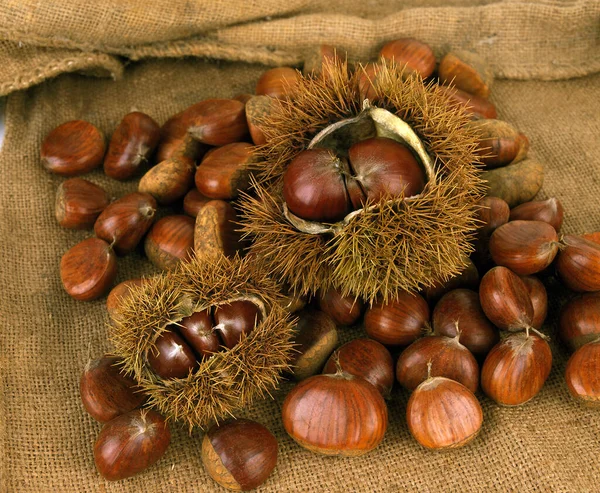 Chestnuts Bur Castanea Sativa — Stock Photo, Image